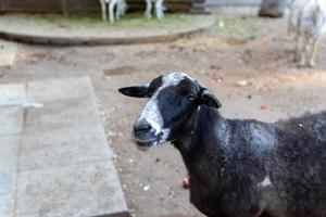 schattig schapen en geiten Aan de boerderij foto