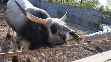 mooi koe portret in de dierentuin foto