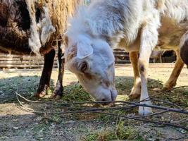 schattig schapen en geiten Aan de boerderij foto