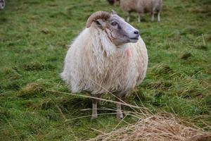 IJsland schapen in natuur foto