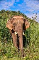 aziatische olifant het is een groot zoogdier. foto