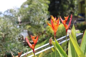 heliconia psittacorum is een meerjarig kruid inheems naar de caraïben en zuiden Amerika. natuur. foto