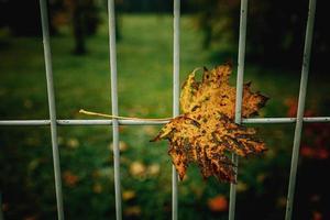 rood herfst eenzaam bladeren Aan een metaal hek foto