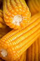 vers en gouden rauw maïs gewassen zaad patronen detailopname keer bekeken. foto