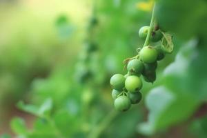 dichtbij omhoog erwten Aan natuur achtergrond met kopiëren ruimte. gezond veganistisch vegetarisch voedsel concept. foto