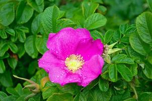 wild roos in natuur. roze wild roos met groen bladeren Aan de Afdeling. natuur afbeelding. foto