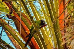 tropisch vogelstand in de boom foto