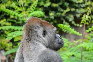 achtergrond met een gorilla foto