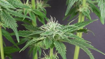 verse toppen van medicinale cannabis op een grijze achtergrond foto