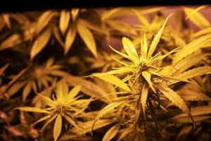 het kweken van medische marihuana binnenshuis onder kunstlichtlamp foto