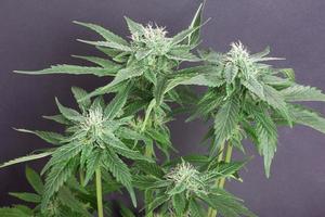 bloeiende toppen van medische marihuana op een grijze achtergrond foto