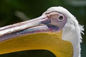close-up portret van een pelikaan foto
