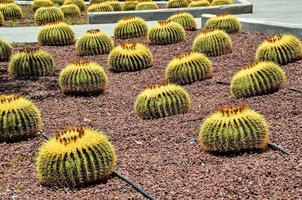 ronde cactussen achtergrond foto