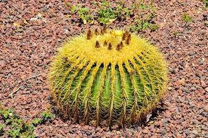 ronde cactus achtergrond foto
