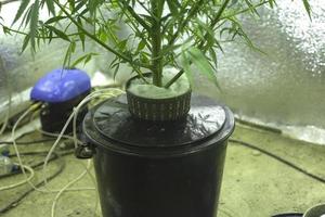 hydrocultuur kweeksysteem, marihuanawortels