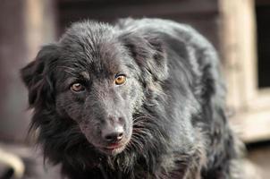 zwarte hond buiten foto