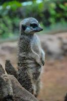 meerkat Bij de dierentuin foto