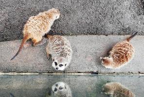 meerkat in een dierentuin kooi foto