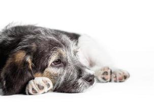 trieste hond op een witte achtergrond foto