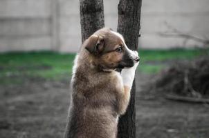 hond op boom foto