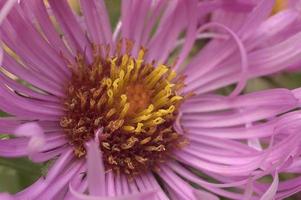 New England aster symphyotrichum novae-angliae ook bekend als michaelmas daisy. een andere wetenschappelijke naam is aster novae-angliae. foto