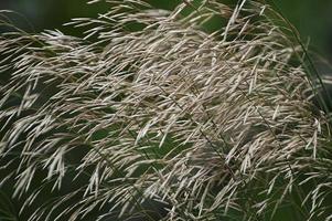 glad brome grass bromopsis inermis ook wel awnless brome grass en hongaars brome grass genoemd. een andere wetenschappelijke naam is bromus inermis foto