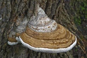 artist's conk fungus ganoderma applanatum genaamd artist's bracket foto