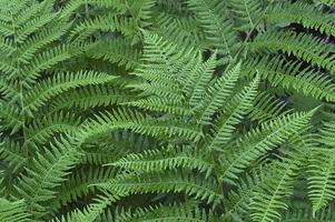 lady fern of athyrium brevifrons foto