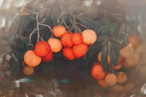 herfst fruit van een decoratief boom Aan een achtergrond met bokeh foto