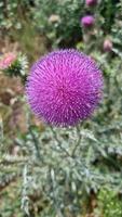 een mooi distel planten buitenshuis foto