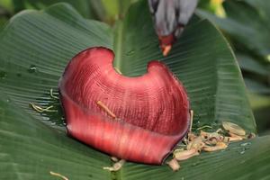 banaan bloem, kleurrijk, rood bloem in betul madhya pradesh, kleurrijk banaan bloem in de vol bloeien, natuur schijnen foto