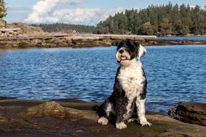 zwart en wit hond zittend Aan de kust foto