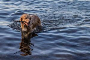 hond ophalen een stok in water foto