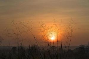 wild gras in de ochtend- zonsopkomst foto