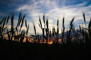 tarwe veld- in platteland middel zonsondergang foto