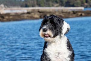 portret van een zwart en wit Portugees water hond foto