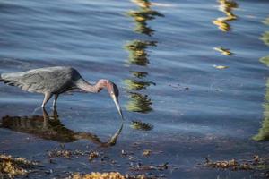 driekleurig reiger waden in de water foto