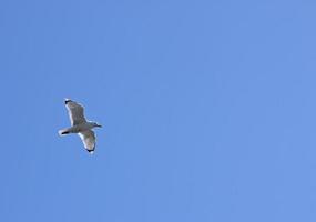 zee meeuw over- blauw lucht foto