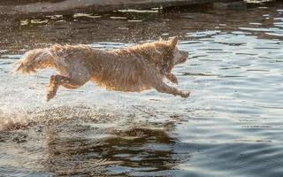 hond springend in de water foto