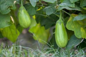 detailopname aubergines in thakurgong, bnagladesj. foto