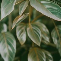 esthetisch groen achtergrond met bladeren en planten foto