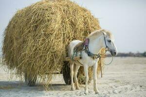 een vracht paard auto uploaden een arbeid in de dorp van kartikpur, dohar, bangladesh. foto