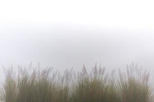 Aan een mistig winter ochtend- tafereel Bij ranisakail, thakurgaon. foto