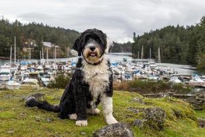 hond Bij pedder baai rv toevlucht en jachthaven Aan Vancouver eiland, bc foto