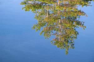 dennenboom reflecterend in de water Aan Georgisch baai Aan een kalmte zomer dag foto