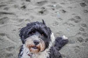 dichtbij omhoog van hond gezicht Bij strand foto