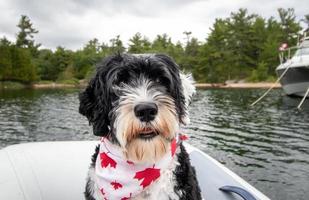 hond in een boot Aan Canada dag foto