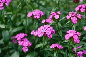 mooi helder roze bloemen van Turks anjer in de zomer tuin foto