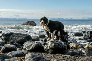 hond Aan de rotsachtig strand Bij Juan de fuca provinciaal park foto