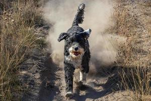 hond rennen Aan een stof aarde spoor in de woestijn foto